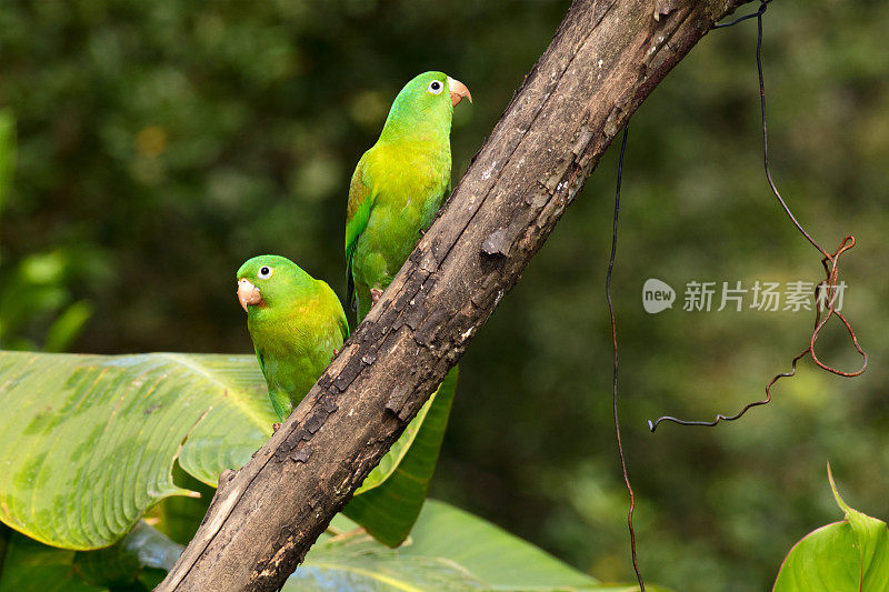 两只橙色长尾小鹦鹉(Brotogeris jugularis)或托维长尾小鹦鹉坐在哥斯达黎加的一个树枝上